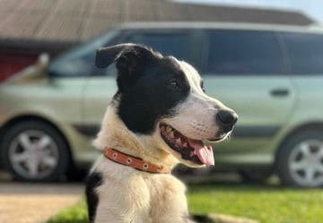 Bimas (Dzo) nyk. Caspian