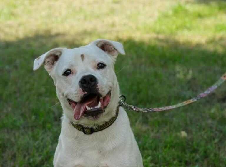 Popkornas nyk. Popkorni