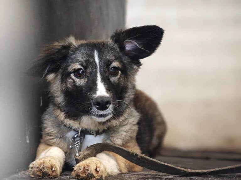 Puga (pentu) nyk. Hilla