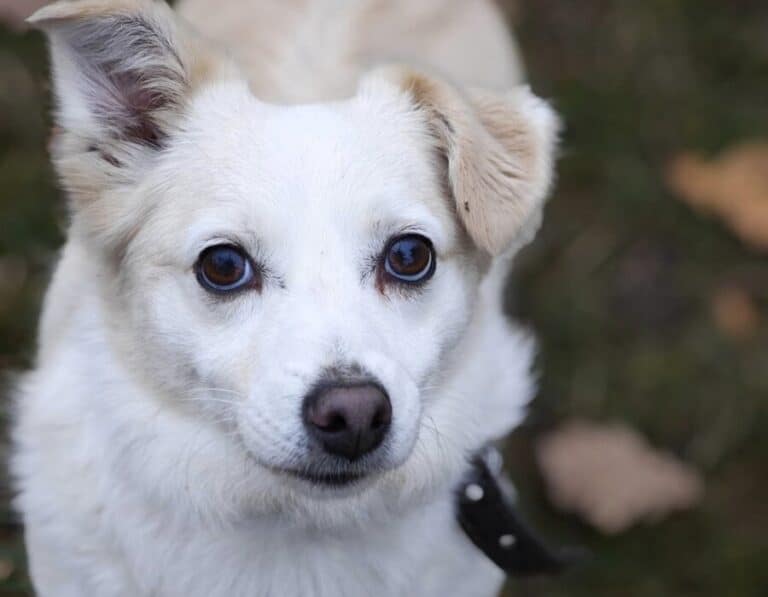 Barsauskas nyk. Barka