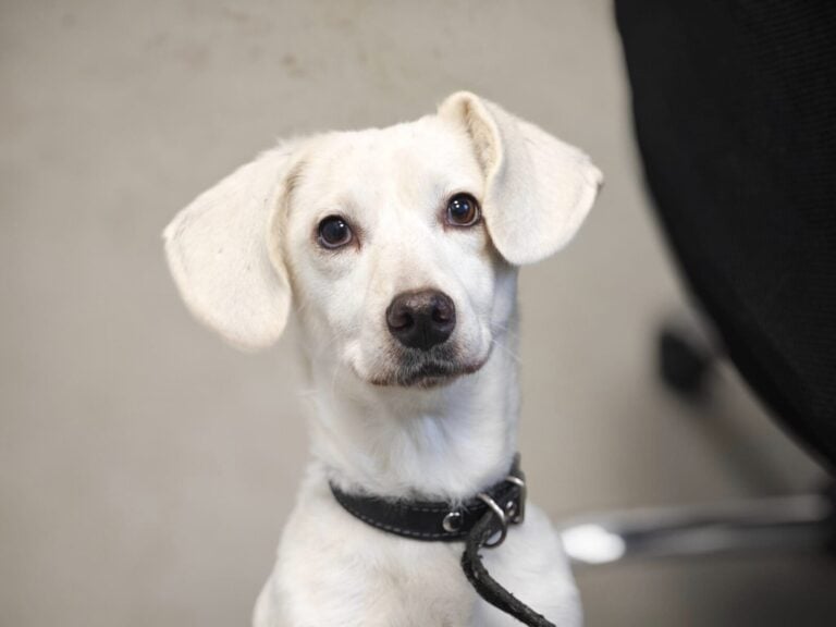 Puga (valkoinen) nyk. Dixie