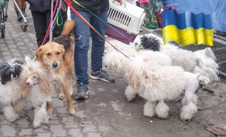 Keräyksemme Ukrainan eläinten auttamiseksi