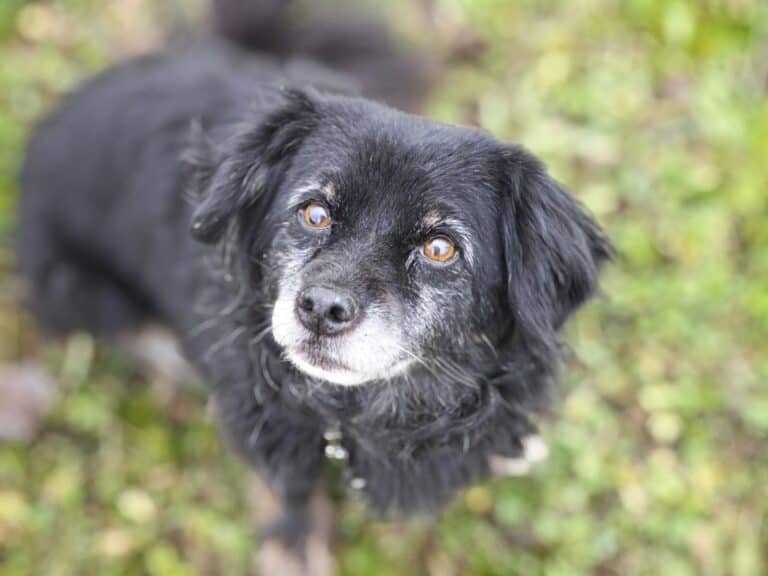 Seri-Berry nyk. Selja