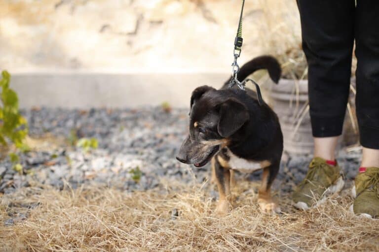 Tosielämän tuhkimotarina merirosvosta sokean koiran ja kotihoitajan silmin 