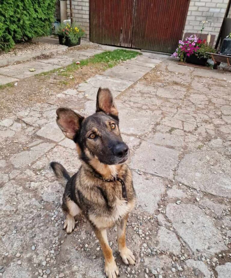 Maksas (vaalea) nyk. Max