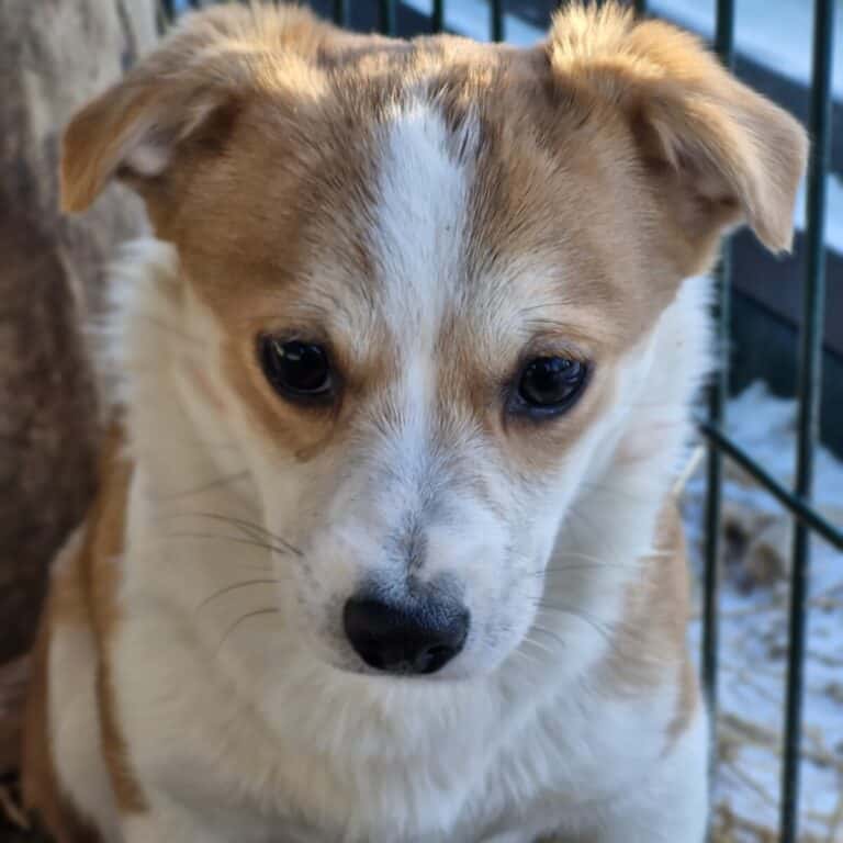 Kasmyras nyk. Kashmir Aslan