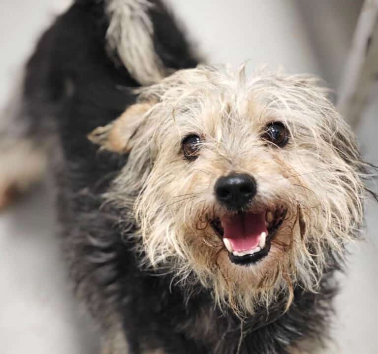 Barbosikas nyk. Rauno