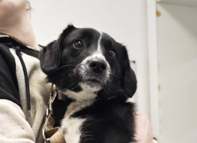 Blizgutis nyk. Blizku