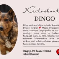 Dingo_eettinenlahja