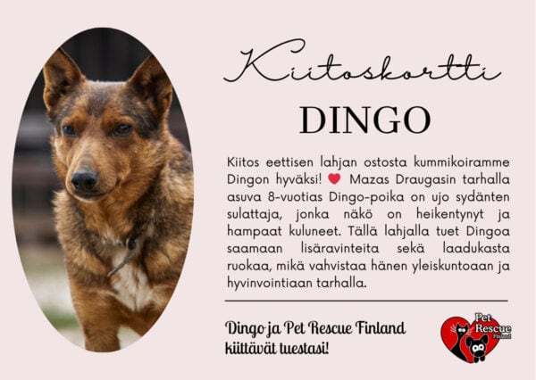 Dingo_eettinenlahja Dingo_eettinenlahja