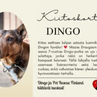 Dingo_kortti
