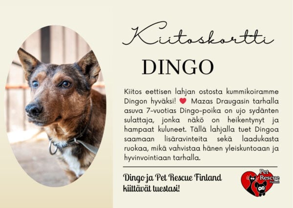 Dingo_kortti Dingo_kortti