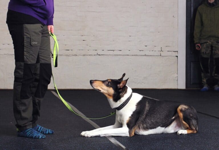 Koira jännittää kotiin tulevia vieraita, mikä avuksi?