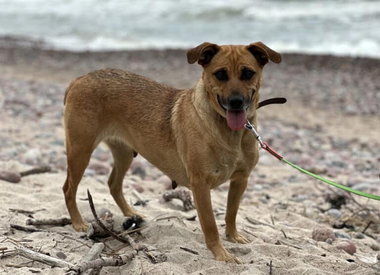 Salsa (keskikokoinen)