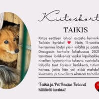 Taikis_eettinenlahja