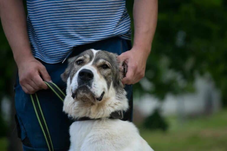 Joulun ihme kävi toteen