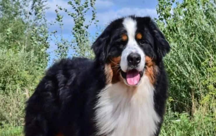 Dzo (berni) nyk. Bamse