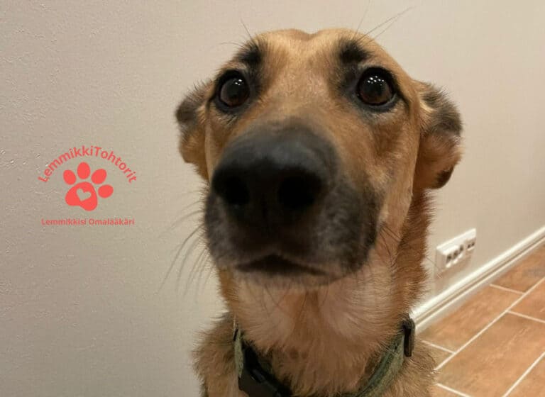 Uusi yhteistyö – LemmikkiTohtorit