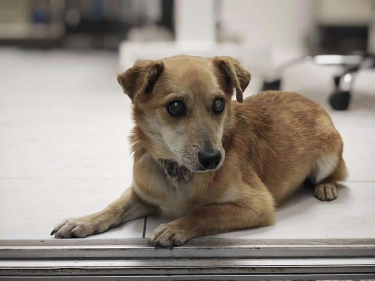 Jupiteris nyk. Jupiter