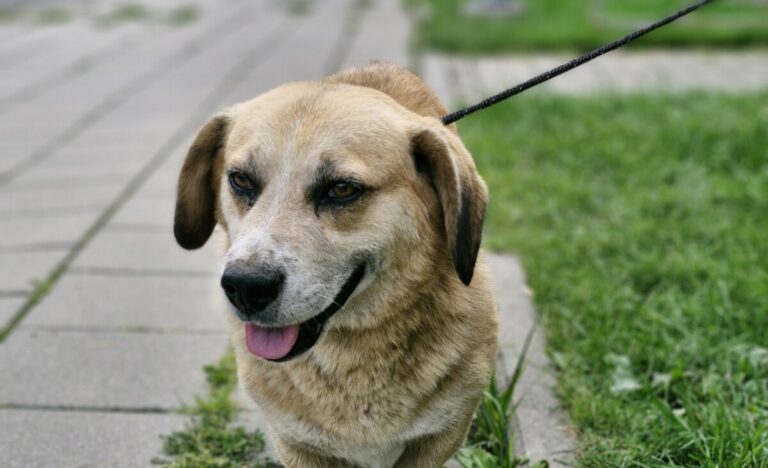 Lapcis nyk. Cebelino