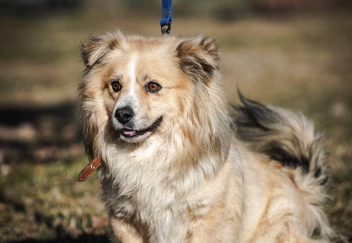 Sermuonelis nyk. Frodo