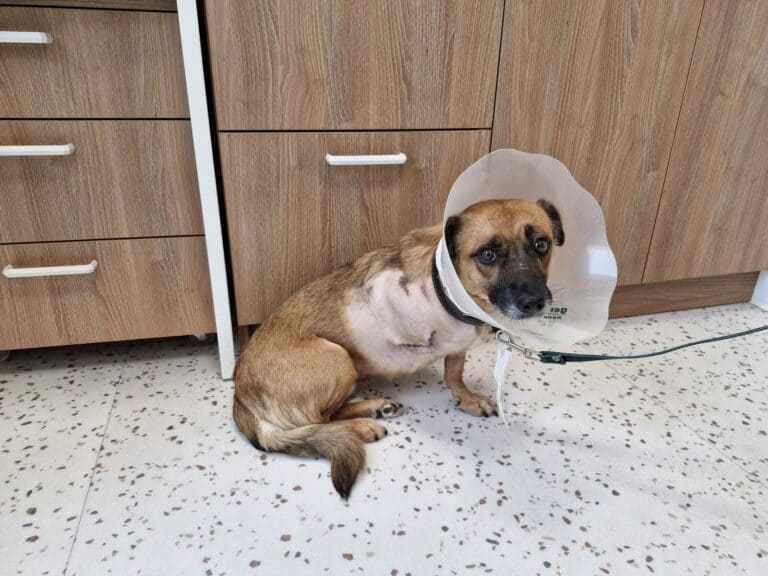 Mitä kuuluu populaatiokoira Tyman (nyk. Tara) elämään?