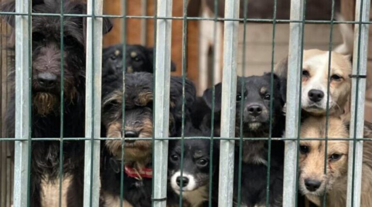 Koirien liikalihavuus