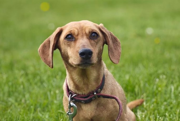 Bite (Bela) nyk. Bela