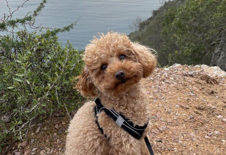 Grikis (villakoira) nyk. Riksa