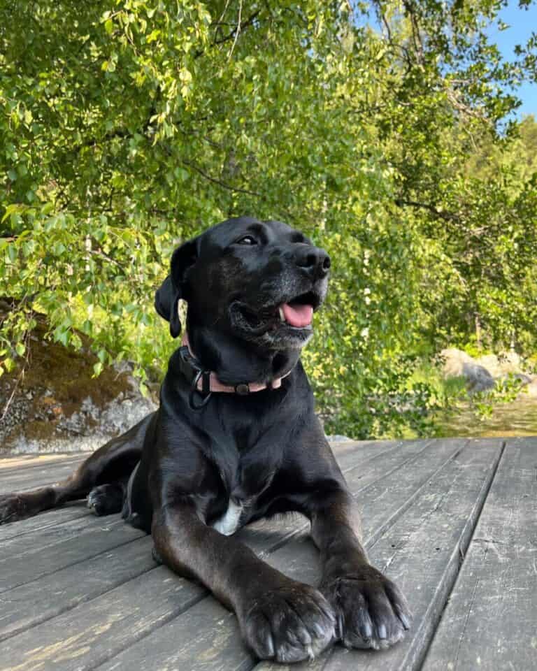 Sairaan kallis koira