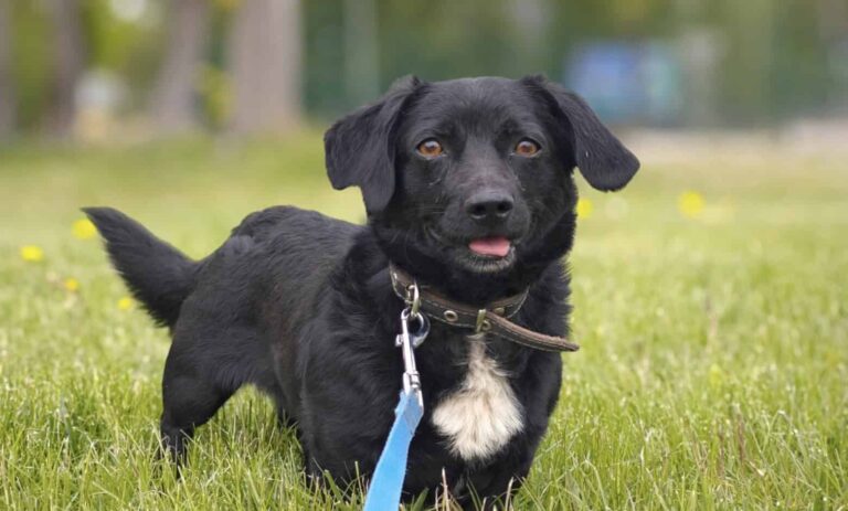 Dropsas (pariadoptio)