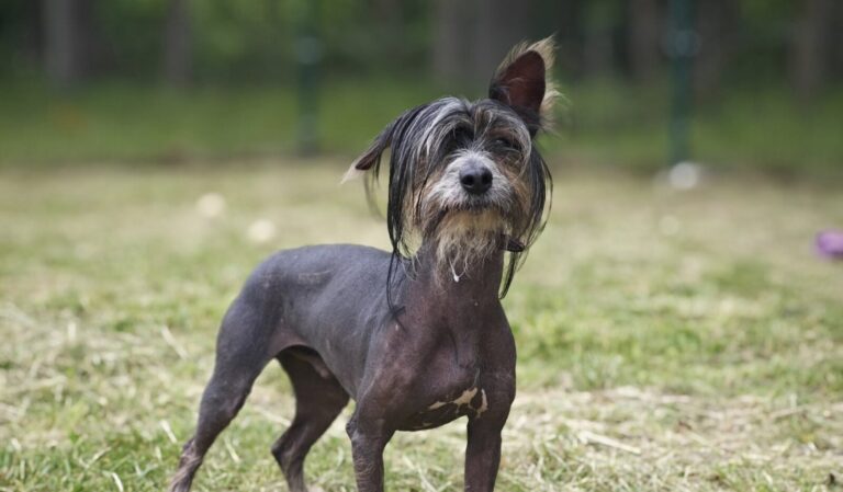 Dzonis Depas nyk. Jaska