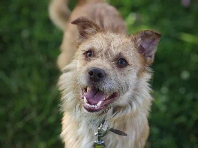 Popkornas nyk. Poppy