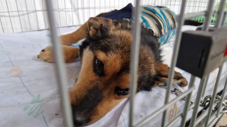 123 eläintä, yksi tiimi ja monta tunnetta – viikonloppu sterilointityön ytimessä