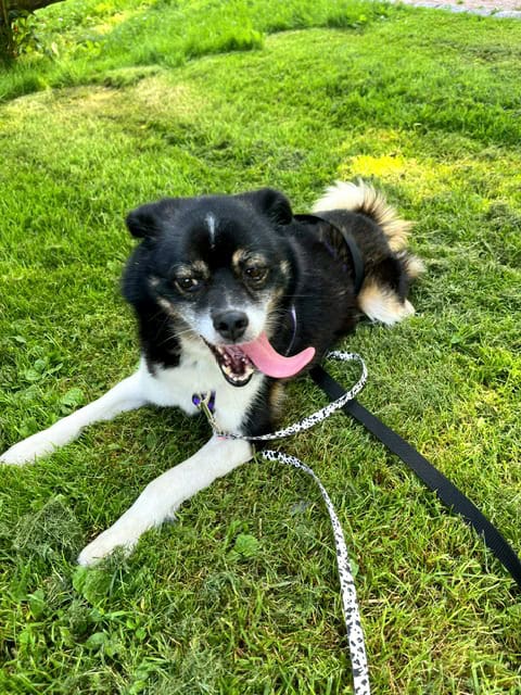 Kempiniukas nyk. Kirka