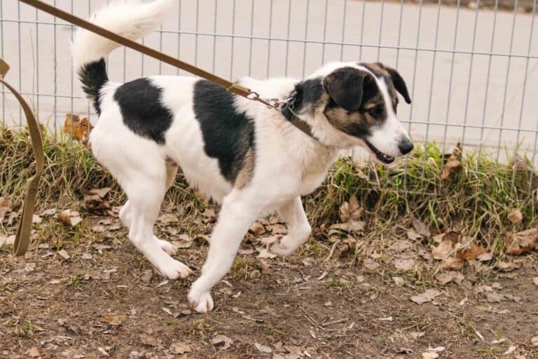 Kun tekeminen ei riitä – entä jos koira on ylivirittynyt, ei vain aktiivinen?