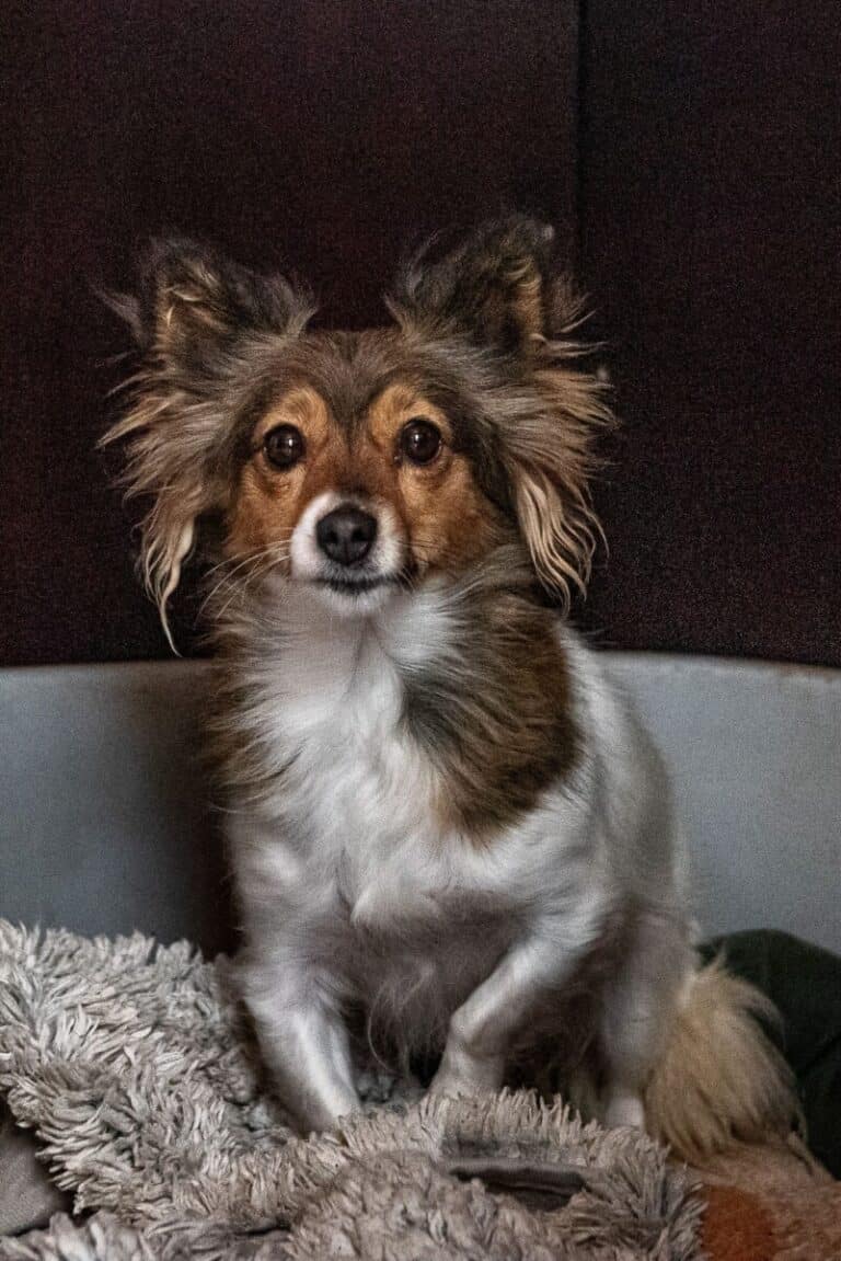 Zuzu