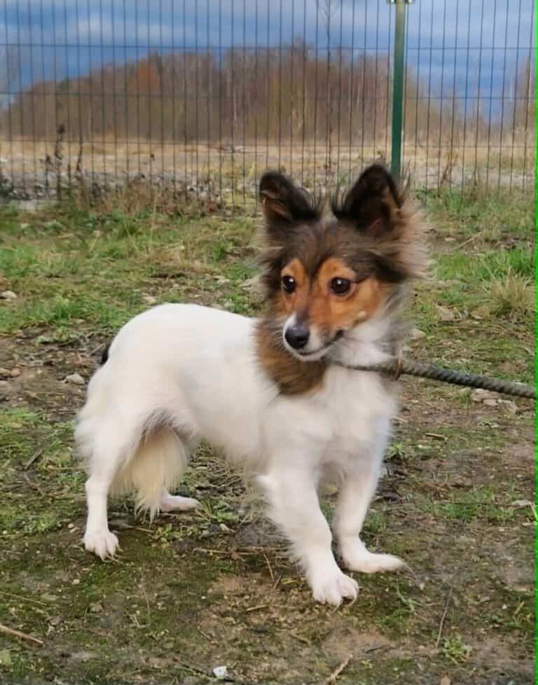 Zuzu