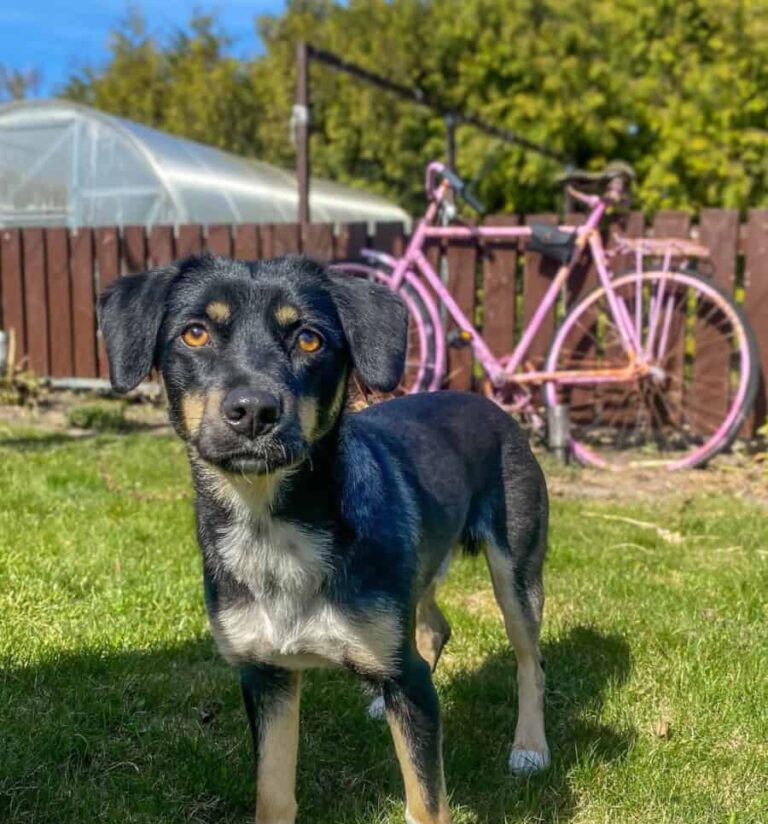 Guru