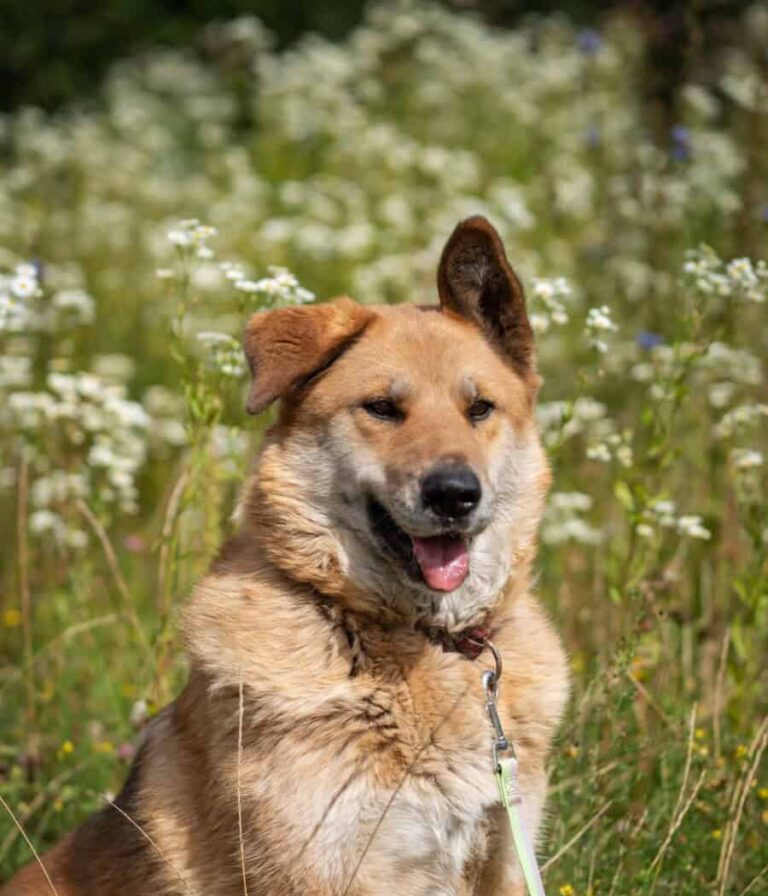 Dinga