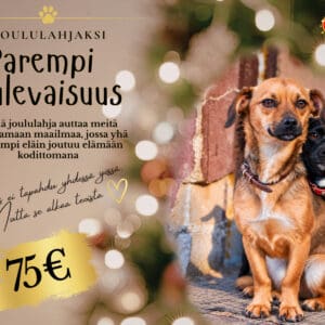 Eettinen joululahja