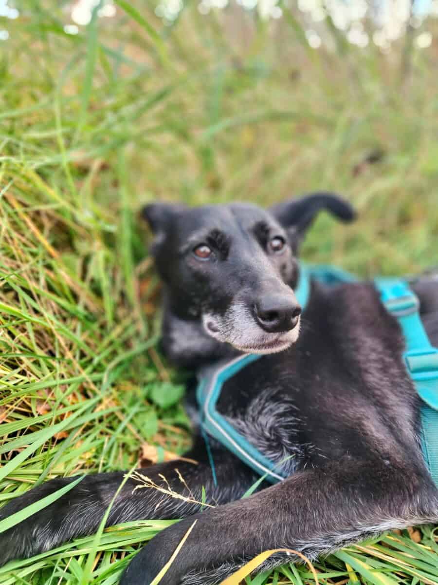 Savana